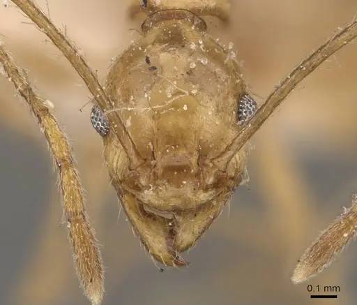 Pheidole susannae - JTLC000015335
