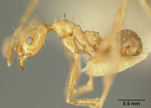Pheidole susannae - JTLC000015335
