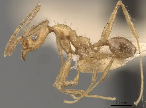 Pheidole susannae - JTLC000015335