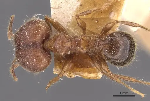 Pheidole sykesii specimen