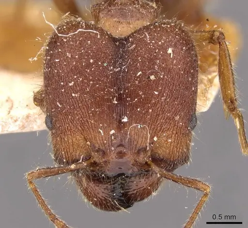 Pheidole sykesii specimen