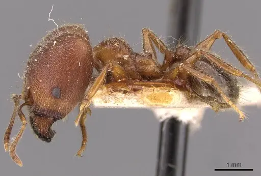 Pheidole sykesii specimen