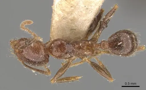 Pheidole sykesii - CASENT0907967