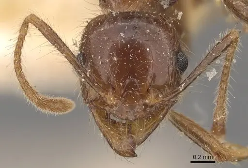 Pheidole sykesii - CASENT0907967