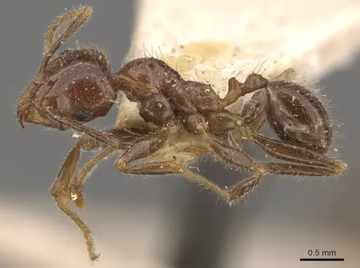 Pheidole sykesii - CASENT0907967