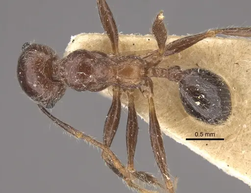 Pheidole sykesii - CASENT0917791