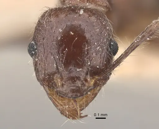 Pheidole sykesii - CASENT0917791
