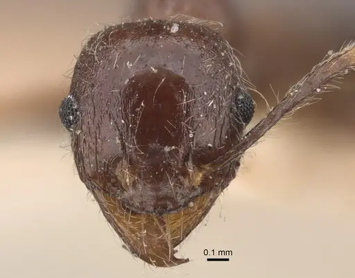 Pheidole sykesii - CASENT0917791