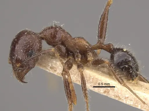 Pheidole sykesii - CASENT0917791