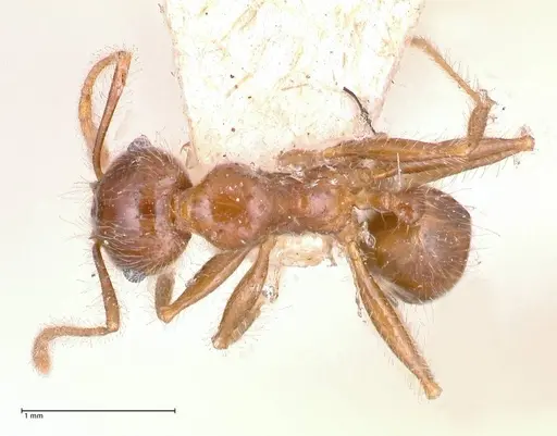 Pheidole sykesii - FOCOL0621-1