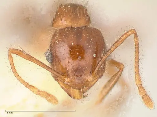 Pheidole sykesii - FOCOL0621-1