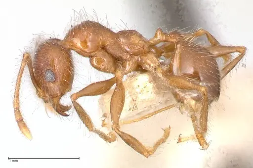 Pheidole sykesii - FOCOL0621-1