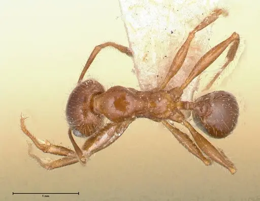 Pheidole sykesii - FOCOL0621-2