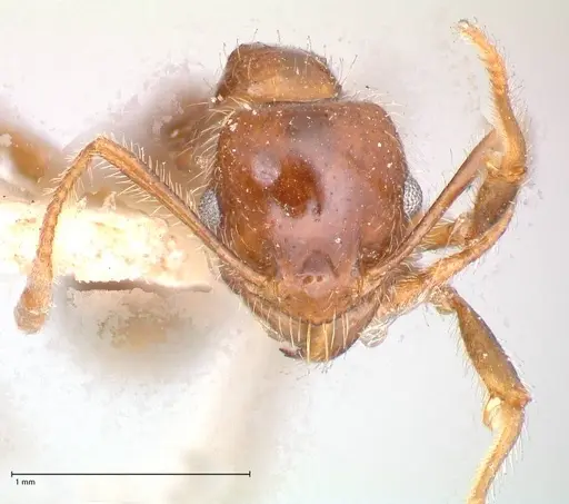 Pheidole sykesii - FOCOL0621-2