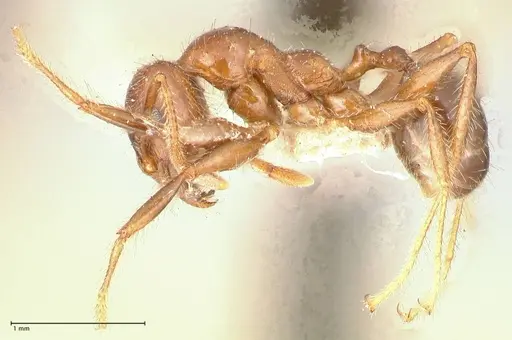 Pheidole sykesii - FOCOL0621-2
