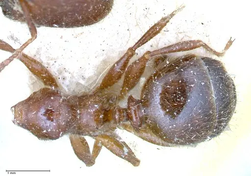 Pheidole sykesii - FOCOL0621-3