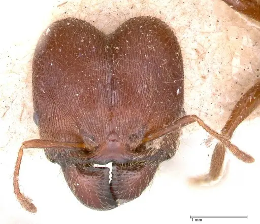 Pheidole sykesii - FOCOL0621-3