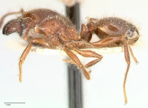 Pheidole sykesii - FOCOL0621-3