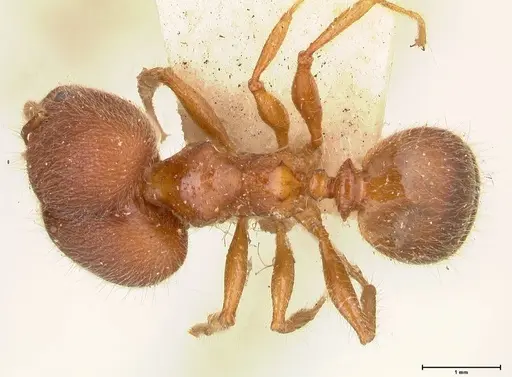 Pheidole sykesii - FOCOL0622