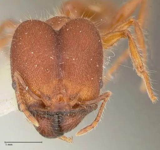 Pheidole sykesii - FOCOL0622