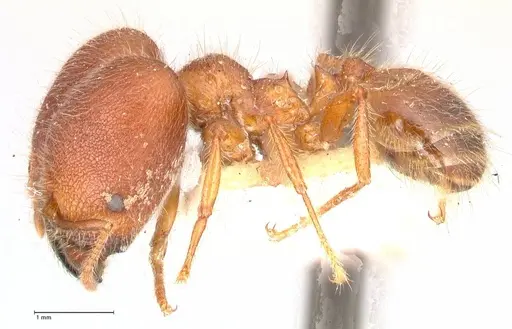 Pheidole sykesii - FOCOL0622
