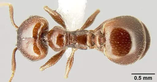 Pheidole synanthropica specimen
