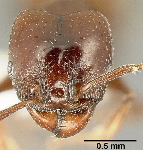 Pheidole synanthropica specimen