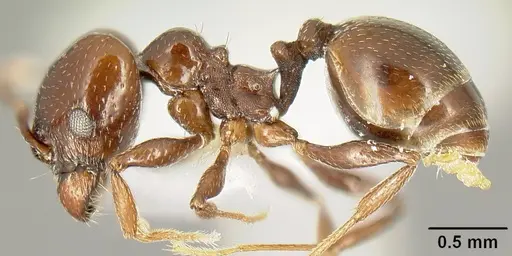 Pheidole synanthropica specimen