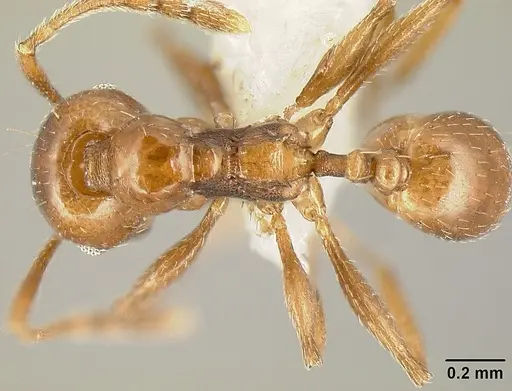 Pheidole synanthropica - CASENT0609038