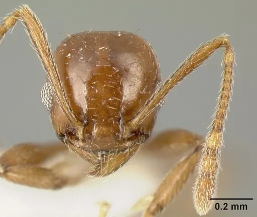 Pheidole synanthropica - CASENT0609038