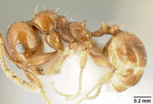 Pheidole synanthropica - CASENT0609038