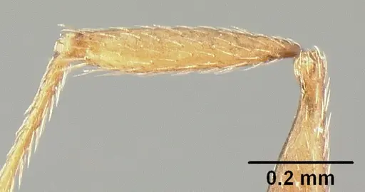 Pheidole synanthropica - CASENT0609038