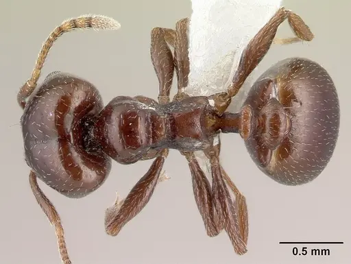 Pheidole synanthropica - CASENT0609039