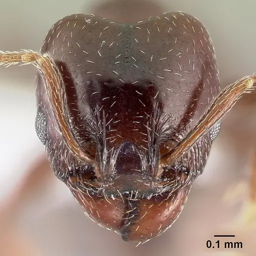 Pheidole synanthropica - CASENT0609039
