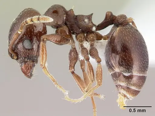 Pheidole synanthropica - CASENT0609039