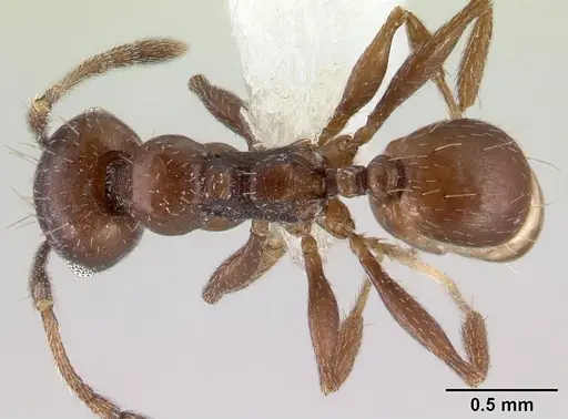 Pheidole synanthropica - CASENT0609048