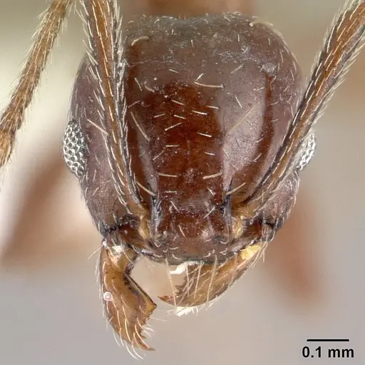 Pheidole synanthropica - CASENT0609048