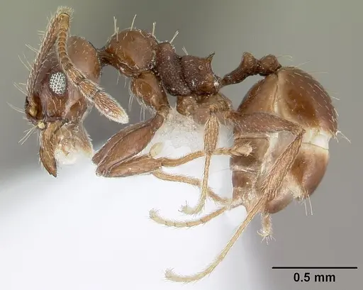 Pheidole synanthropica - CASENT0609048