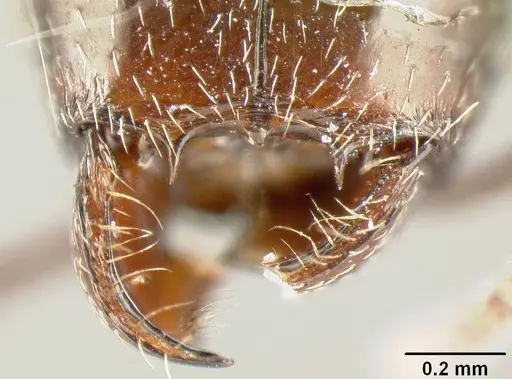 Pheidole synanthropica - CASENT0609050