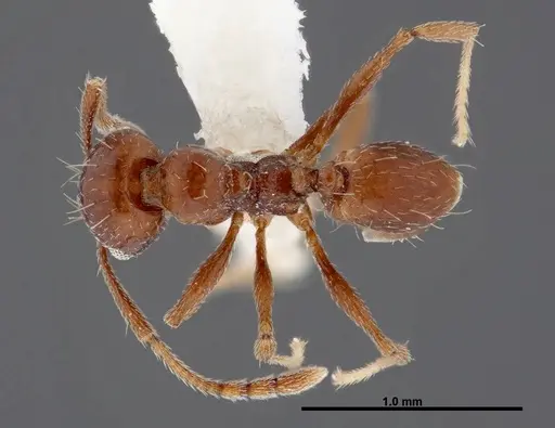 Pheidole synanthropica - CASENT0609053