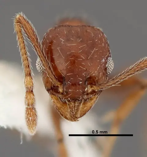 Pheidole synanthropica - CASENT0609053