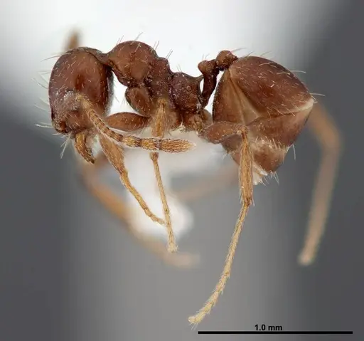 Pheidole synanthropica - CASENT0609053