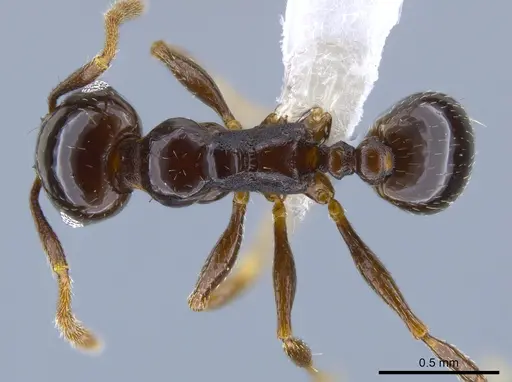 Pheidole synanthropica - CASENT0618514