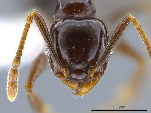 Pheidole synanthropica - CASENT0618514