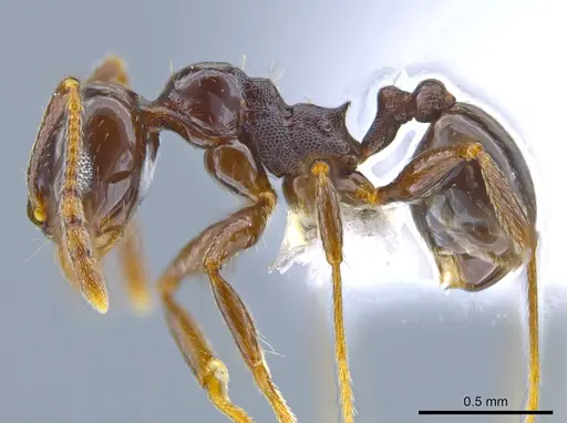 Pheidole synanthropica - CASENT0618514