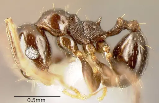 Pheidole synanthropica - CASENT0635541