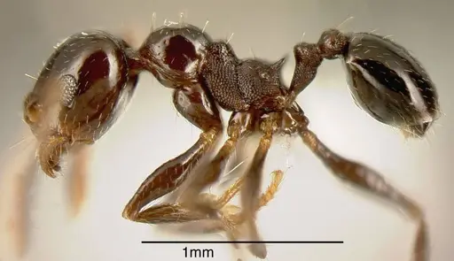 Pheidole synanthropica - CASENT0635542