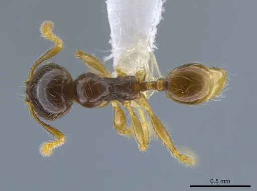 Pheidole synarmata specimen