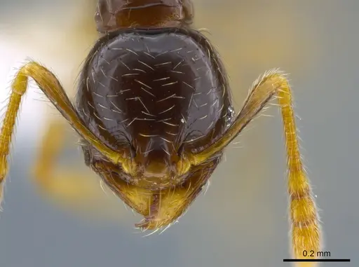 Pheidole synarmata specimen