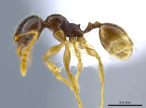 Pheidole synarmata specimen